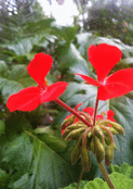 G&eacute;ranium rouge &eacute;clatant en pleine nature